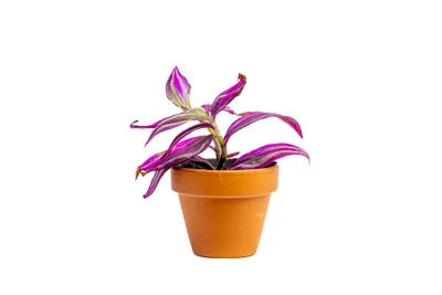 Obrázek produktu pro Gardners Tradescantia Pink Paradise, průměr 6 cm