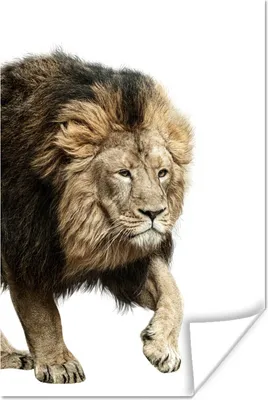 Produktbild von MuchoWow® Poster Profil - Löwe - Weiß 80x120 cm - Papierdruck