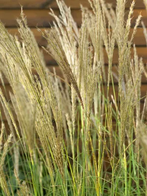 Produktbild von Miscanthus sinensis 'Yakushima Dwarf', Chinaschilf, kompakt, 7,5-10 L Container
