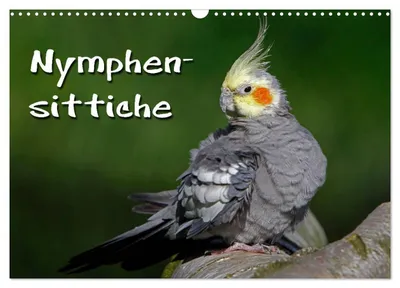 Produktbild von Nymphensittiche (Wandkalender 2027 DIN A3 quer), CALVENDO Monatskalender