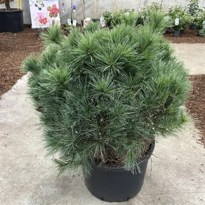 Zdjęcie produktu dla Pinus strobus 'Bergman's Mini' – sosna Weymouth | 40–50 cm w doniczce