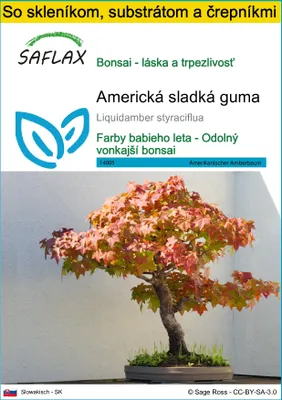 Obrázok produktu pre SAFLAX Kultivačný set - Americká sladká guma - Liquidamber styraciflua - 100 Semená - S mini skleníkom, pestovateľským substrátom a 2 črepníkmi