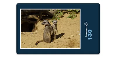 Produktbild von hansepuzzle 16959 - Erdmännchen Puzzle, 130 Teile, Tierwelt, 28,7 x 20,0cm mit hochwertiger Aufbewahrung, Kartonbox und wiederverschließbarem Beutel