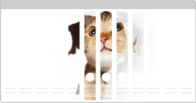 Produktbild von Wallario Ordnerrücken Sticker, selbstklebend für schmale Ordner, 12 Stück, Motiv Katze mit Blick nach oben
