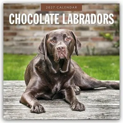 Produktbild von Chocolate Labrador Retrievers - Schokoladenbraune Labrador Retriever 2027 - 16-Monatskalender