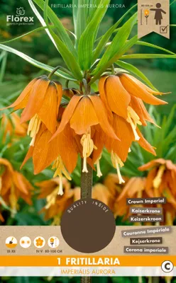 Artikelbild 1 von 'Fritillaria Imperialis Aurora (1 Stück)' aus der Kategorie Kaiserkronenzwiebeln