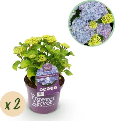 Zdjęcie produktu dla Hortensja Forever and Ever Blue - 2 sztuki (Hydrangea macrophylla), kazda w