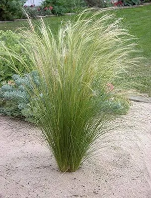 Produktbild von 3 x Stipa tenuissima 'Pony Tails' 1 Liter Topf (Ziergras/Gräser/Stauden/winterhart) Federgras / Engelshaargras - trockenresistent - Stauden Gänge