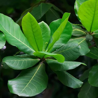 Obrázok produktu pre Indický mandľovník (Terminalia catappa) – 1 semeno
