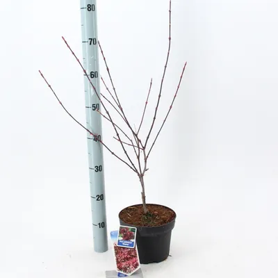 Image de Acer pal. 'Shaina' - Érable pleurote | 50-60 cm en pot