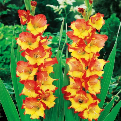 Zdjęcie produktu dla Gladiolus Mieczyk Czerwono-Żółty 10 szt Mieczyki cebulki mieczyków
