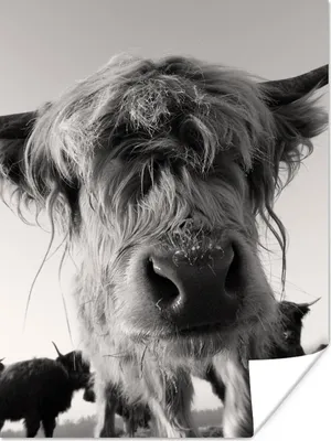 Produktbild von MuchoWow® Poster Schottischer Highlander - Schwarz - Weiß - Tiere 90x120 cm - Wohnzimmer