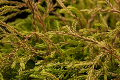 Produktbild von Lebensbaum Golden Tuffet 20-25 cm, im Topf - Thuja occidentalis, immergrün