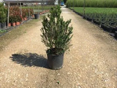 Produktbild von Myrtus comm. 'Tarentina' ( 'nana') - Myrte 60- 80 cm - Container