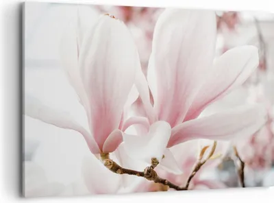 Produktbild von Bild auf Leinwand - Leinwandbild - Einteilig - Zweig Magnolie Blume - 120x80cm - Wand Bild - Wanddeko - Wandbilder - Leinwanddruck - Bilder - Wanddekoration - Leinwand bilder - AA120x80-4538