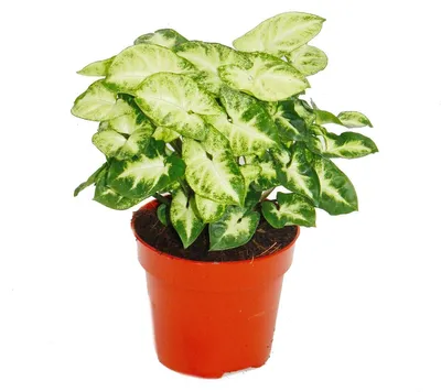Produktbild von Exotenherz - Purpurtute - Syngonium "Pixie" - 1 Pflanze - pflegeleicht - luftreinigend - 12cm Topf