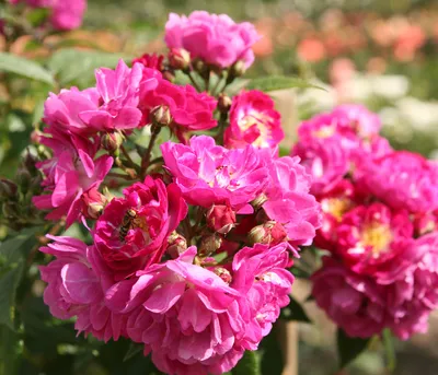 Produktbild von Dehner Rose Ramblerrose Perennial Blue®, Züchter Tantau, lila-rosa Blüten, gefüllt und duftend, 15-30 cm, 6 l Topf, Topfware