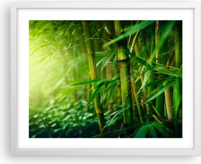 Produktbild von Gerahmtes Poster - Weißer Rahmen - Bambus Pflanze - 50x40 cm - Wand Bild - Wanddeko - Wandbilder - Kunstposter - Wandposter - Bilderrahmen - Bilder - Kunstdruck - Wandbild - P2WAA50x40-3558