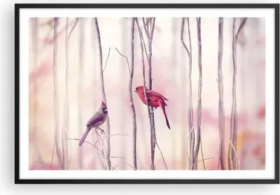 Produktbild von Gerahmtes Poster - Schwarzer Rahmen - Vögel Kardinal Scharlachrot - 91,5x61 cm - Wand Bild - Wanddeko - Wandbilder - Wandposter - Bilderrahmen - Bilder - Kunstdruck - Wandbild - P2BAA91x61-4256
