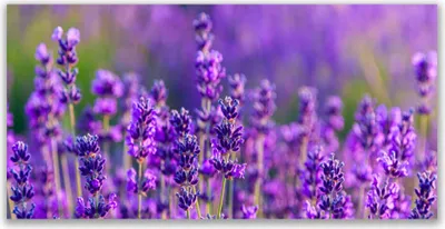 Produktbild von Acrylglasbilder 120x60 Wandbild Druck Blumen Pflanzen