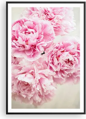 Produktbild von Gerahmtes Poster - Schwarzer Rahmen - Pfingstrosen Blumenstrauß Blumen - 70x100 cm - Wand Bild - Wanddeko - Wandbilder - Kunstposter - Wandposter - Bilderrahmen - Bilder - P2BPA70x100-4961