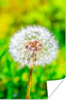 Produktbild von MuchoWow® Poster Löwenzahn - Gras - Blume 60x90 cm - Wanddekoration