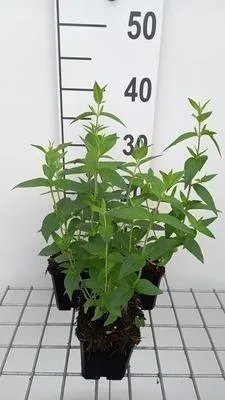 Obrázok produktu pre 6 x Pycnanthemum muticum - Pycnanthemum - Kvetináč 9 x 9 cm