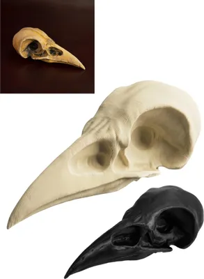Produktbild von Rabenschädel - 3D-Druck (10cm) Farbe: schwarz
