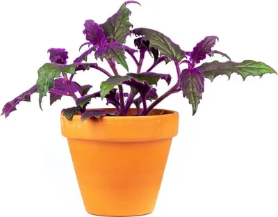 Produktbild von Gardneria-Gynura, Durchmesser 7 cm