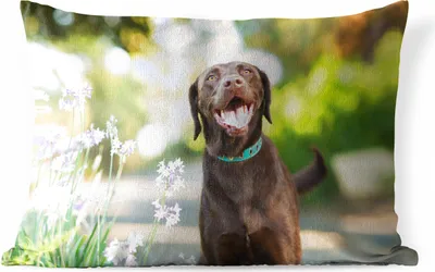 Produktbild von MuchoWow® Outdoor Kissen - Ein Labrador Retriever mit schönen Blumen - 60x40 cm - Wetterfest - Lounge Kissen - Zierkissen - Kissen für Innenräume