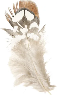 Produktbild von Fasanenfedern Braun Gefleckt 4-9cm 60St Basteln Deko Natur, 60 Stück