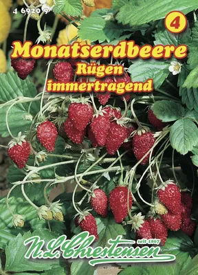 Produktbild von Monatserdbeere Rügen | Erdbeersamen von N.L. Chrestensen