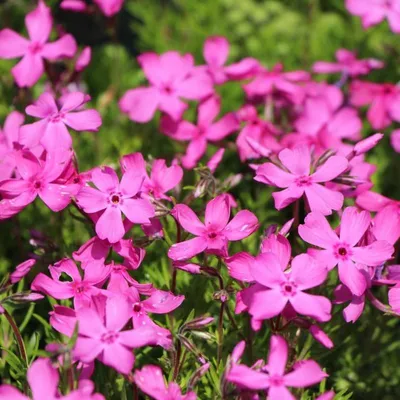 Produktbild von 25 Pflanzen Teppichphlox 'McDaniel's Cushion', Phlox, P9 Topf