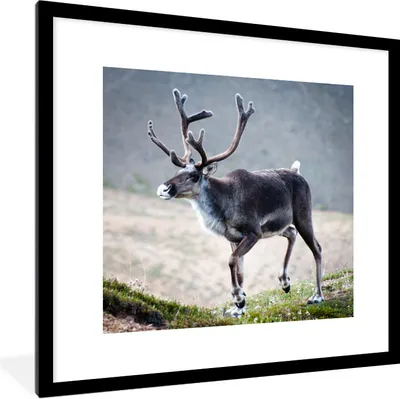 Produktbild von MuchoWow® Gerahmtes Poster Ein Rentier vor einem unscharfen Hintergrund 40x40 cm - Poster mit Schwarzem Bilderrahmen Wandposter Rahmen Foto Bilder - Poster - Plakat im Rahmen