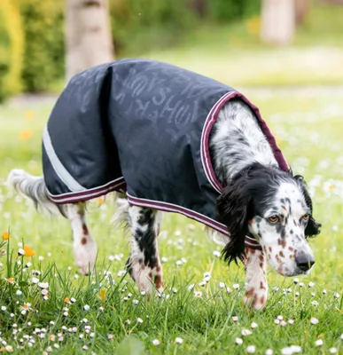 Produktbild von Horseware Ireland Hundemantel Amigo Dog Rug Ripstop Hundedecke Navy HW Print/Burgundy & White S