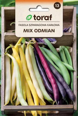 Image de Haricots, mélange de différentes variétés, gousses de différentes couleurs, graines 40 g