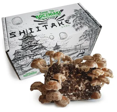 Zdjęcie produktu dla Shiitake – zestaw do domowej uprawy grzybów 2,7 kg