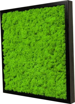 Produktbild von Moosbild mit echtem Islandmoos (schwarz 45x45 cm)