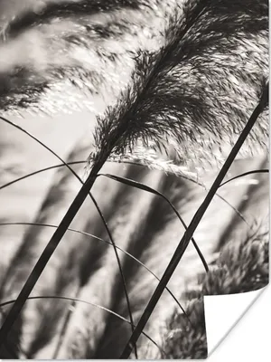 Produktbild von MuchoWow® Poster Pampasgras - Schwarz - Weiß - Pflanze 120x160 cm - Wandbilder