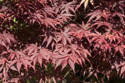 Produktbild von Acer palmatum 'Bloodgood', Japanischer Ahorn, tiefrot, 60–80 cm
