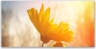 Produktbild von Tulup Leinwand-Bilder 140x70 Wandbild Canvas Kunstdruck Sonnenblume Pflanzen