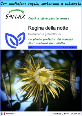 Immagine prodotto di SAFLAX Set regalo - Regina della notte - 40 semi - Selenicerus
