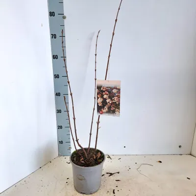 Image de Viburnum farreri - Viorne odorante | 50-60 cm en pot