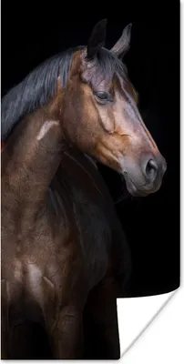 Produktbild von MuchoWow® Poster Pferde - Tiere - Porträt - Braun 20x40 cm - Plakat - Foto