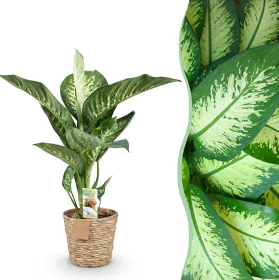 Image de Green boutiQ - Plantes d'intérieur - Diefenbachia Tropic Snow - Dieffenbachia - Peu d'entretien - avec panier - Panaché - 1 Plante - Pot 21cm - Hauteur 90-100cm