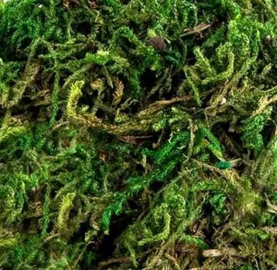 Produktbild von Amscan Natürliches Moospulver 30g Dekorationsmaterial für Osterdekorationen und Bastelarbeiten