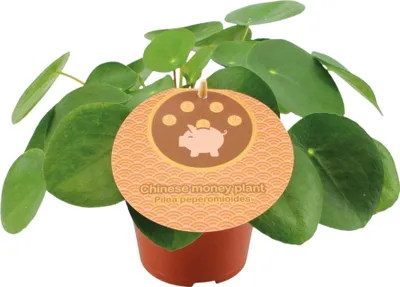 Produktbild von Trendyplants - Pilea Peperomioides - Pfannkuchenpflanze - Zimmerpflanze - Höhe 10-30 cm - Topfgröße Ø12cm