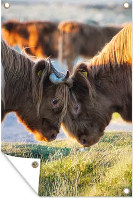Produktbild von MuchoWow® 60x90 cm Outdoor-Poster Gartendeko Sichtschutz Garten Poster für den Garten  Schottische Highlander - Tiere - Sonne
