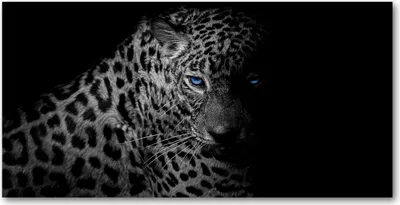 Produktbild von Tulup® Glas-Bild - 100x50 -Wandkunst - Wandbild hinter gehärtetem Sicherheitsglas  - Tiere - Leopard - Schwarzweiß