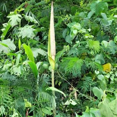 Image de Amorphophallus asper - 1 graine germée